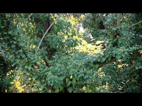 Видео: пейзаж за окном