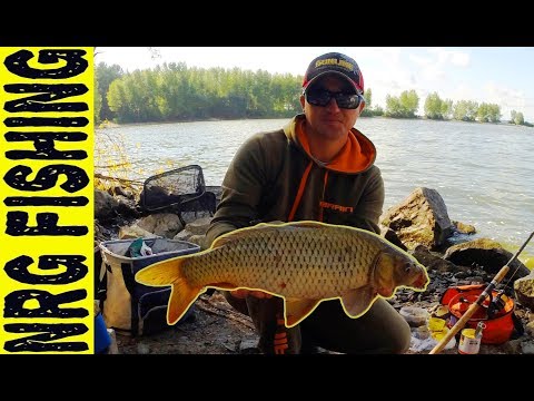 Видео: Рыбалка на КАРПА (САЗАНА) и ОГРОМНЫХ КАРАСЕЙ в диких условиях