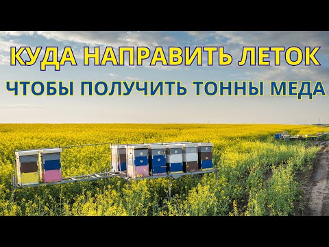 Видео: Куда направить леток, чтобы получить тонны мёда?