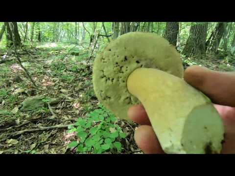 Видео: За гъби Манатарки в Стара Планина.