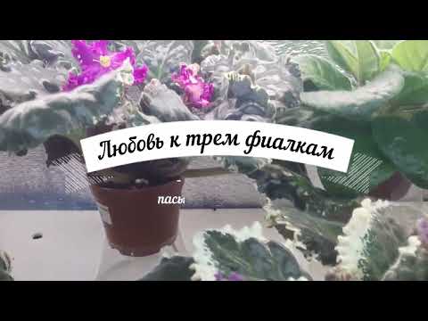 Видео: Отсадка пасынков от химеры  Фитильный полив