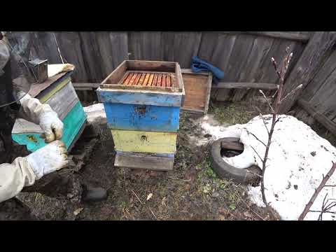 Видео: РЕЗУЛЬТАТ ЗИМОВКИ ПЧЁЛ В УЛЬЯХ РУТА, ОСМОТР НА КОРМА И НАЛИЧИЯ МАТКИ.