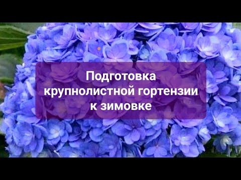 Видео: Подготовка крупнолистной гортензии к зиме