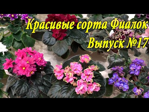 Видео: Красивые сорта Фиалок(Выпуск №17)