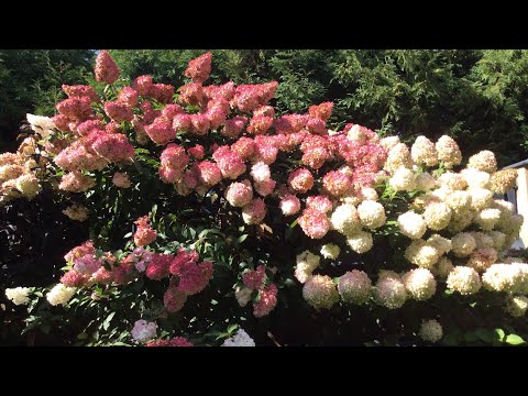 Видео: Гортензии. 05.09.2023.