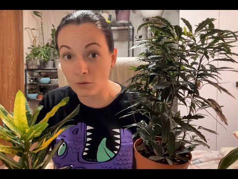 Видео: Купила кротон, шеффлеру, драцену, дизиготеку в Эпицентре. Два крутых можжевельника по супер цене!