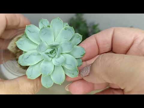 Видео: Мои новенькие суккуленты,  как растут.