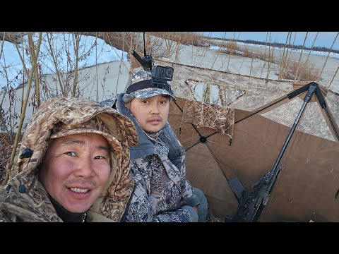 Видео: Сезон охоты на гуся 2025,  часть 1.  Goose Hunting Season 2025 Part 1