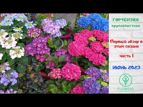 Видео: Гортензия Крупнолистная. Обзор 2023 г.