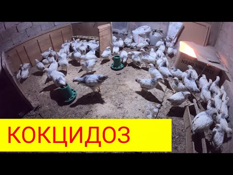 Видео: БҰЛ АУРУДЫ БІЛУ КЕРЕК/ 90% балапан осы аурудан өледі