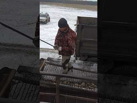 Видео: Выгрузка машины с сахарной свёклой на БУМе