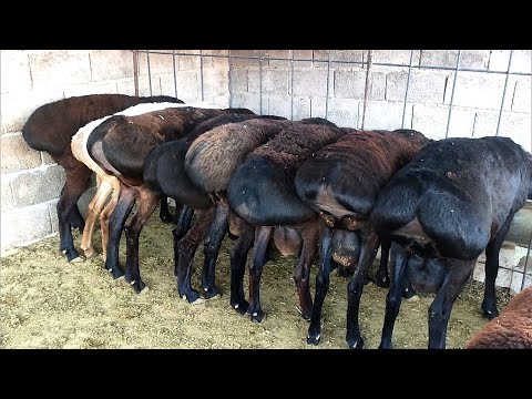 Видео: Барои парвариши Гусфанд (Қушқор) чи кор бояд кард? Гусфандпарвари 2021 | Ачоиб тв
