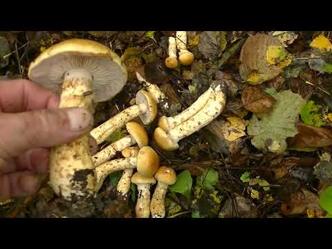 Видео: ГРИБЫ для мариновки и соления .ПАУТИННИК ТРИУМФАЛЬНЫЙ( жёлтый)