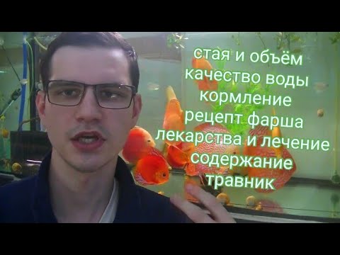 Видео: Дискусы для новичков. Основы содержания от А до Я