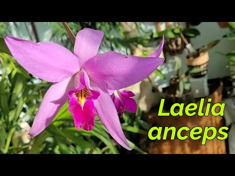 Видео: Laelia anceps. Очередное домашнее задание.