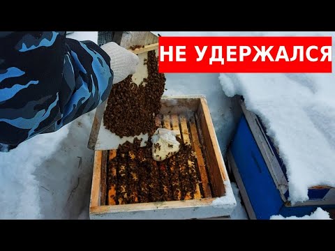 Видео: впервые раскопал пчёл зимой и не поверил глазам/ как проходит зимовка пчел на воле