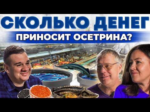 Видео: Заработок на чёрной икре | Рыбная ферма с нуля | как заработать на осетрине? Андрей Даниленко