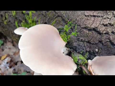 Видео: Вешенка устричная, как растёт