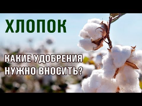 Видео: Как правильно выращивать хлопок? Какие удобрения давать хлопку? (28-06-2018)