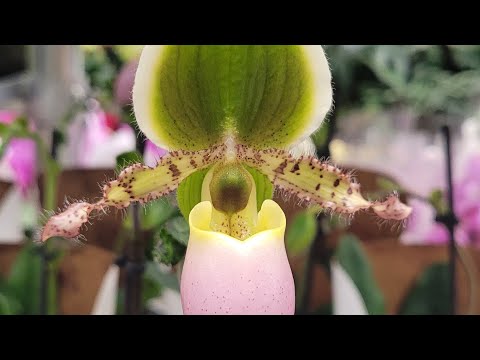 Видео: Орхидеи в магазине ОБИ город Москва,  Теплый стан