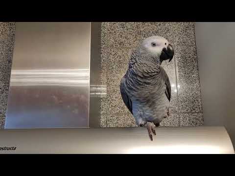 Видео: Кира красотка -балтушка #jako_kira #жако #birds #jako #parrot #говорящийпопугай 