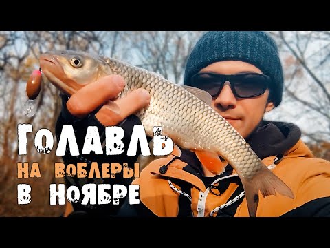 Видео: Ловля ГОЛАВЛЯ на воблеры. Рыбалка осенью 2021
