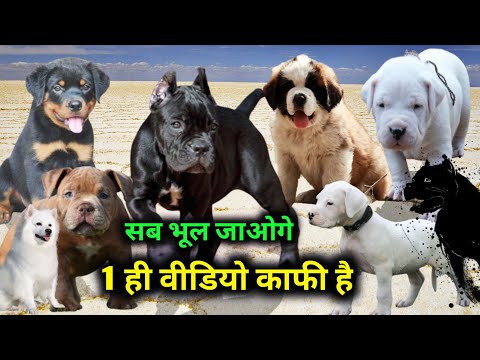 Видео: Балле Балле № 1 Качество | Аргентинский дог | Камне-корсо | Сенбернар | Американский хулиган | Ротт