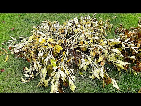 Видео: Осенняя обрезка без вреда для травянистых пионов