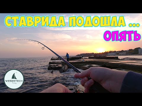Видео: Рыбалка на ставриду в конце октября. Ставрида на самодур. Ставрида как ловить. Снасть на ставриду.
