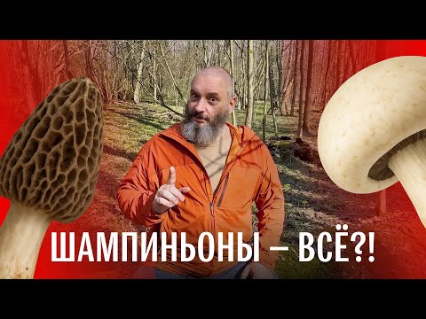 Видео: Шок-контент: сморчки и шампиньоны есть больше нельзя