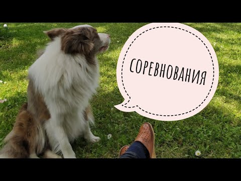 Видео: В аджилити всегда виноват хендлер | Соревнования