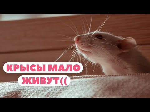 Видео: Трагический ореол вокруг крыс 🐀 | как относиться?