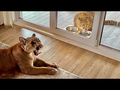 Видео: Месси в шоке!  Он увидел как Герда ест из его чашки! 