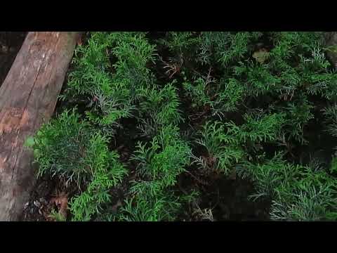 Видео: Полив в сентябре и октябре.  Когда и как поливать?