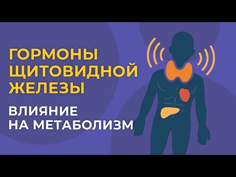 Видео: Влияние гормонов щитовидной железы на метаболизм