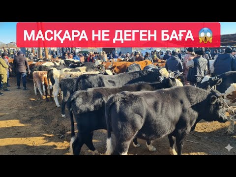 Видео: ҚЫЗЫЛОРДА МАЛ БАЗАРЫ, СИЫР БҰҚА БАСПАҚ ҚАШАР БАҒАЛАРЫ.