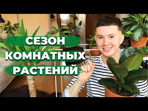 Видео: Весенний уход за Комнатными Растениями » Бурный Рост и Цветение