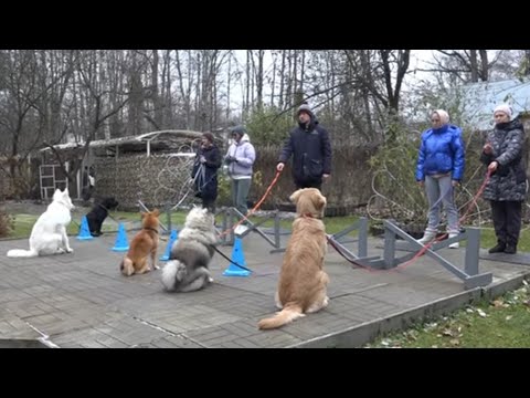 Видео: Догтренинг 463. Куча мала: ховаварт, ризеншнауцер, кеесхонд, сиба-ину и  БШО. Упражнения для щенков.