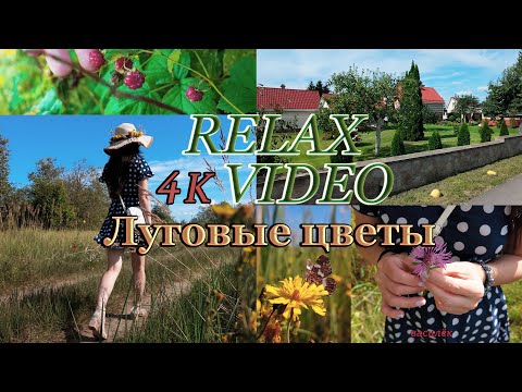 Видео: Плету венок из луговых цветов/Река/Лето/Relax video/Прогулка/Луг/Василёк
