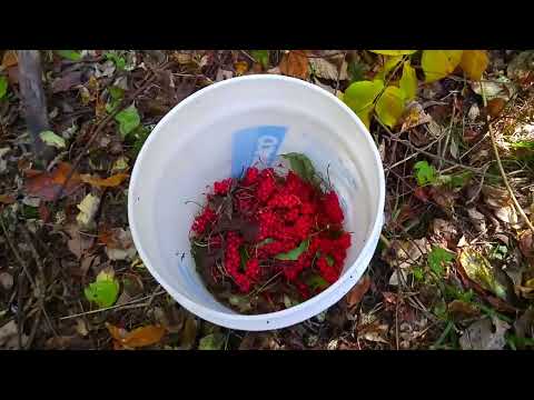 Видео: ЛИМОННИК КИТАЙСКИЙ ЗАГОТОВКА И ПЕРЕРАБОТКА ЯГОДЫ НА ЗИМУ. Дары Приморской Уссурийской тайги.