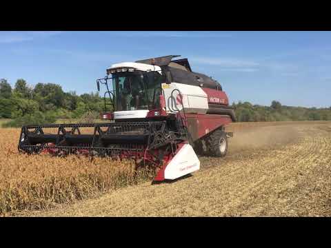 Видео: Уборка проса на семена сорт "Саратовское Желтое"