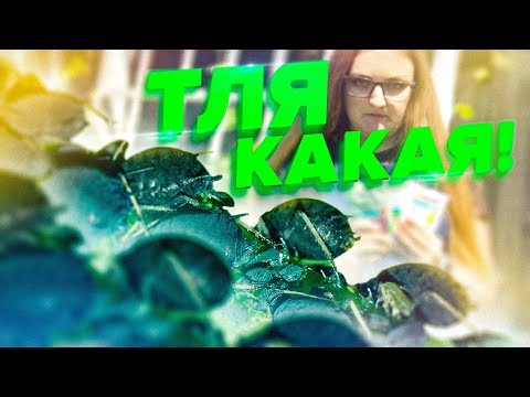 Видео: ТЛЯ НА СМОРОДИНЕ. КАК БОРОТЬСЯ? ЧЕМ ОБРАБОТАТЬ? ПРОВЕРЕННЫЙ СПОСОБ.