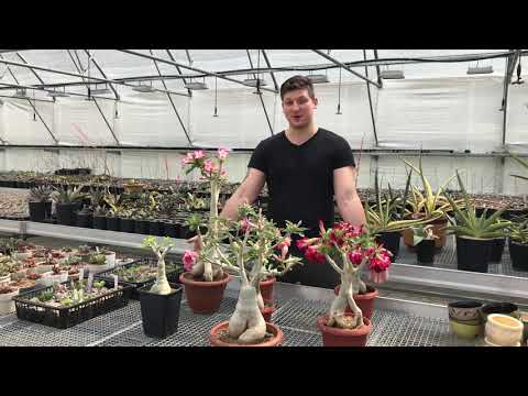 Видео: Возвращение Адениумов. Немного о формировании кроны и каудекса Адениума.