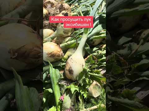 Видео: Как просушить лук эксибишен для длительного хранения.