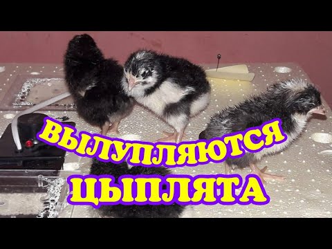 Видео: Вылупляются цыплята#уход_за_суточными_цыплятами#наши_малыши#чем_пропаиваю_цыплят#