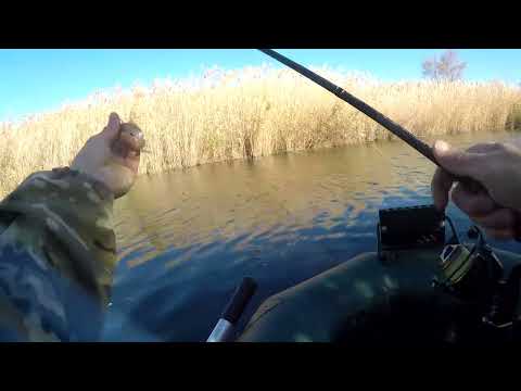 Видео: Щука есть не знаю что с ней делать!