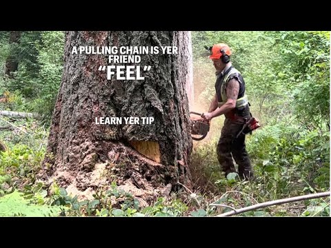 Видео: Огромное мёртвое дерево! Похоронено. HUSQVARNA 371 XP