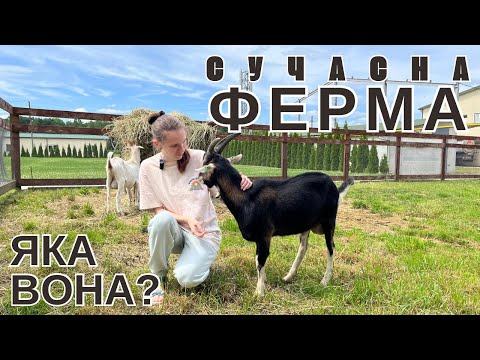Видео: МУККО - молочна ферма. Як роблять сир?