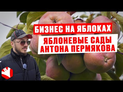 Видео: Бизнес на яблоках | Яблоневые сады Антона Пермякова | КУЛЬТИВАТОР