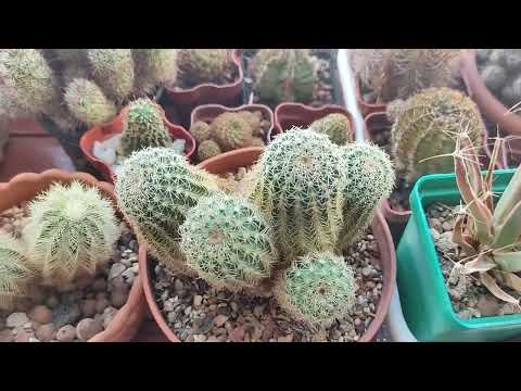 Видео: кактусы на зимовке. новый эксперимент.